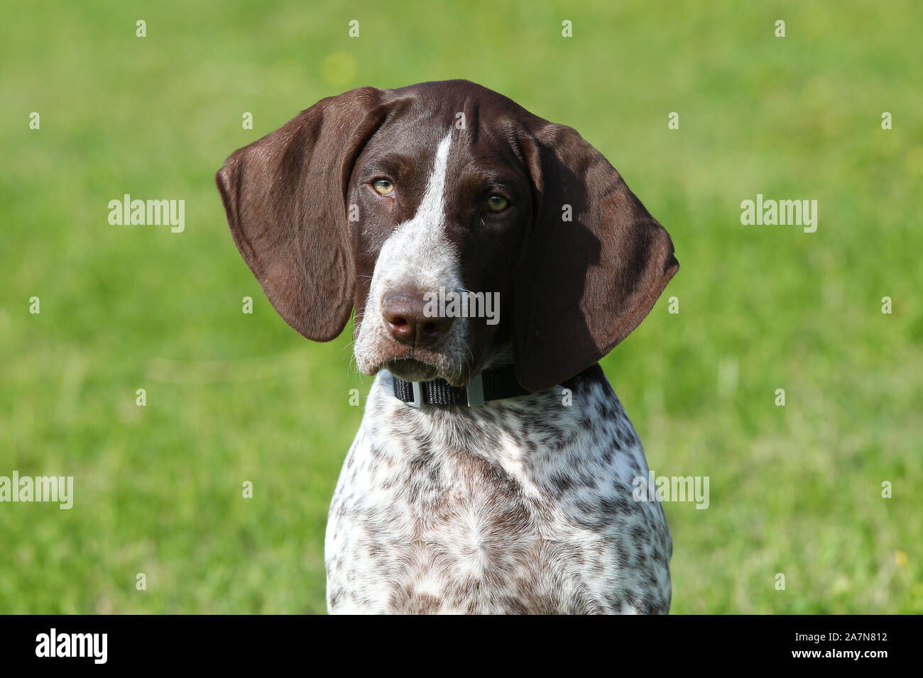 POINTER SHORT HAIRED GERMAN Stock Photo