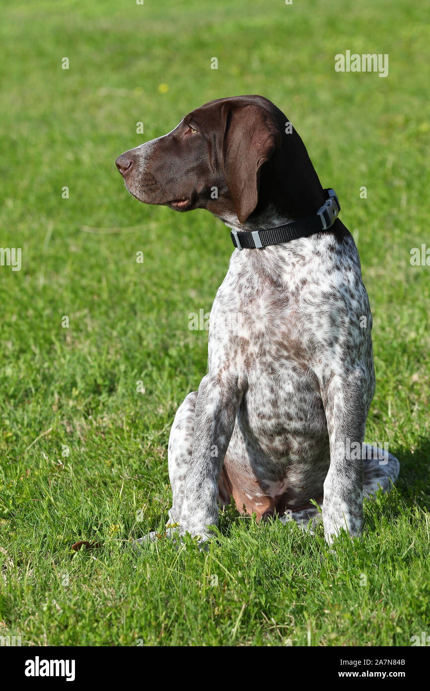 Pointer Short Haired German Stock Photo 331766971 Alamy