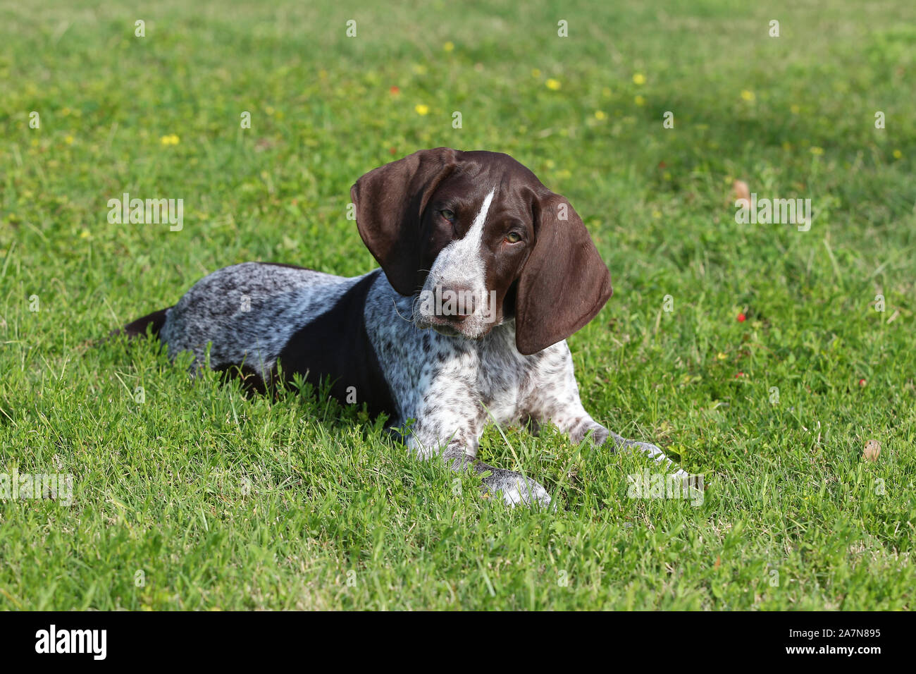 POINTER SHORT HAIRED GERMAN Stock Photo