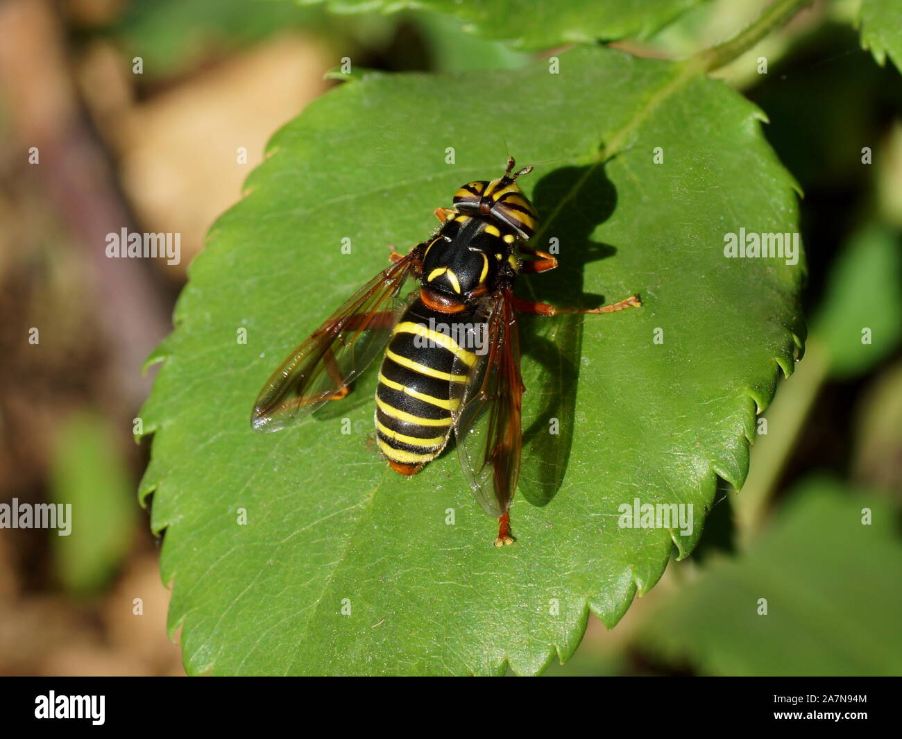 Spilomyia diophthalma. Spilomyia is a genus of hoverflies. Many species in the genus show Batesian mimicry of wasp models. Stock Photo