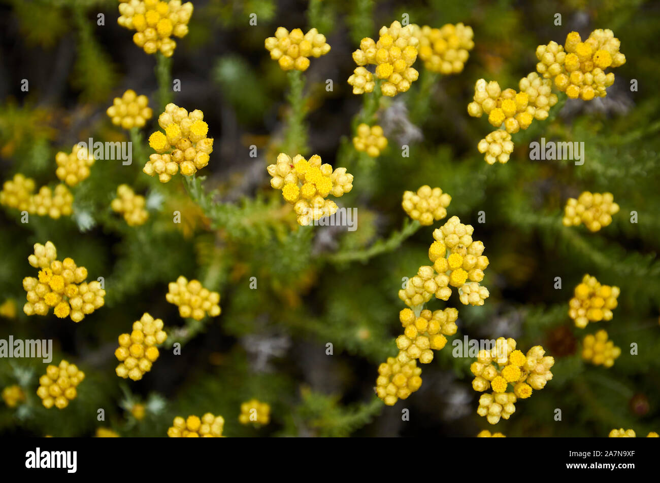 Close-up view of shrubby everlasting (Helichrysum stoechas) yellow flowers at Ses Salines Natural Park (Formentera Island, Balearic Islands, Spain) Stock Photo