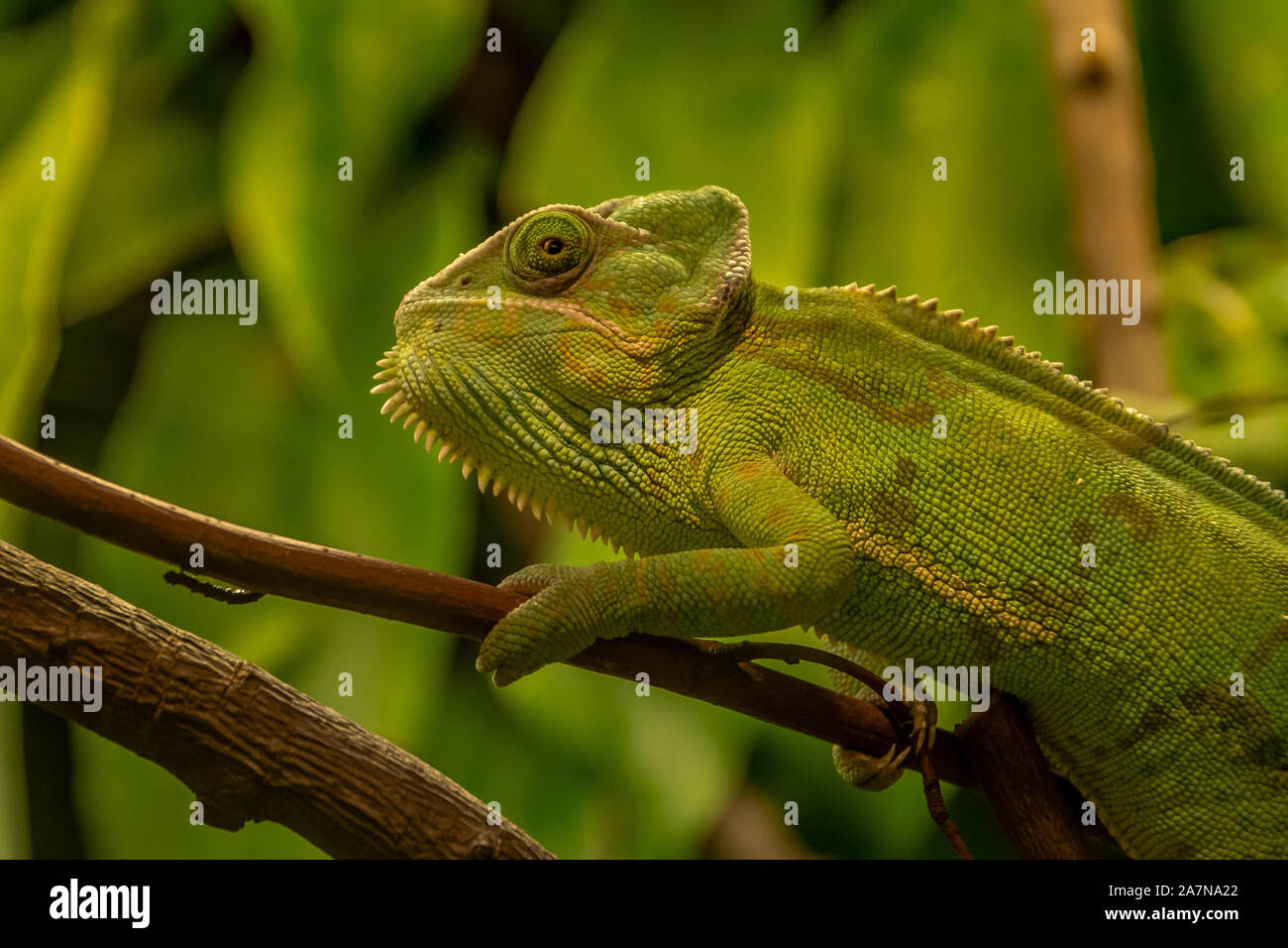 Veiled chameleon - Chamaeleo calyptratus Stock Photo