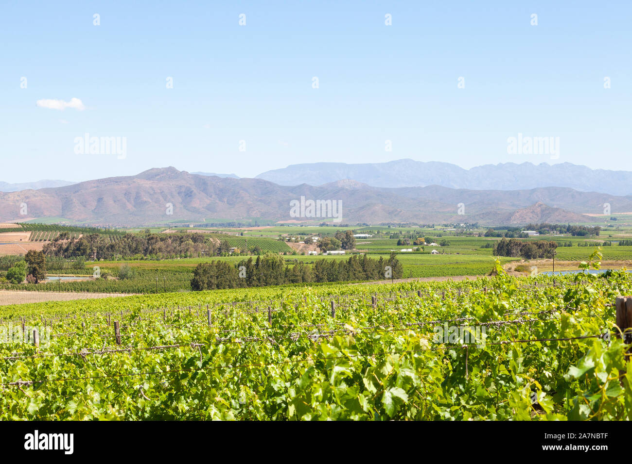Vineyards in the Robertson Wine Valley, Western Cape Winelands, South Africa in spring  with a view to the Riviersonderend Mountains Stock Photo