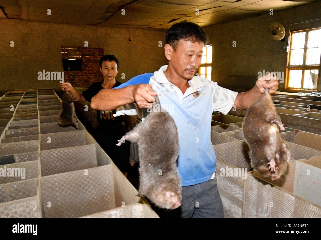 Farmers check how their bamboo rats grow in Jinxi county, Fuzhou city