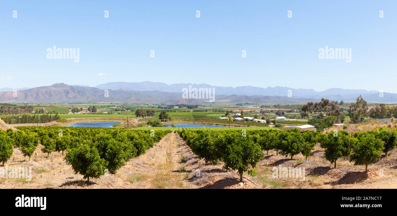 Panorama view of vineyards  and orchard in the Robertson Wine Valley, Western Cape Winelands, South Africa in spring  with Riviersonderend Mountains Stock Photo