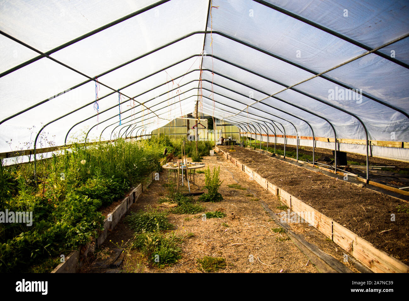 A greenhouse is overgrown before being cleaned up for growing Stock Photo