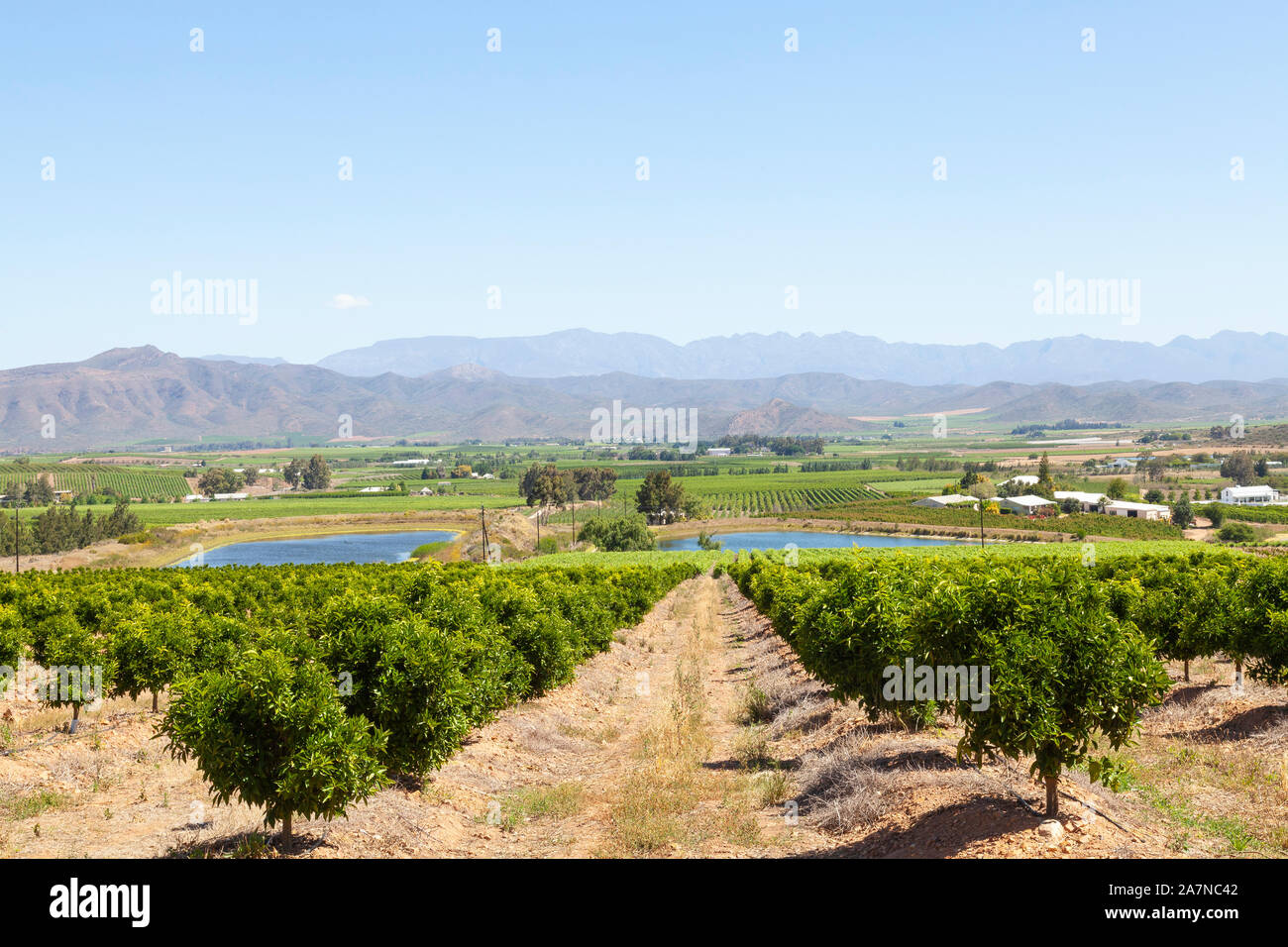 Soft citrus orchard and vineyards in the Robertson Wine Valley, Western Cape Winelands, South Africa in spring  with  the Riviersonderend Mountains Stock Photo