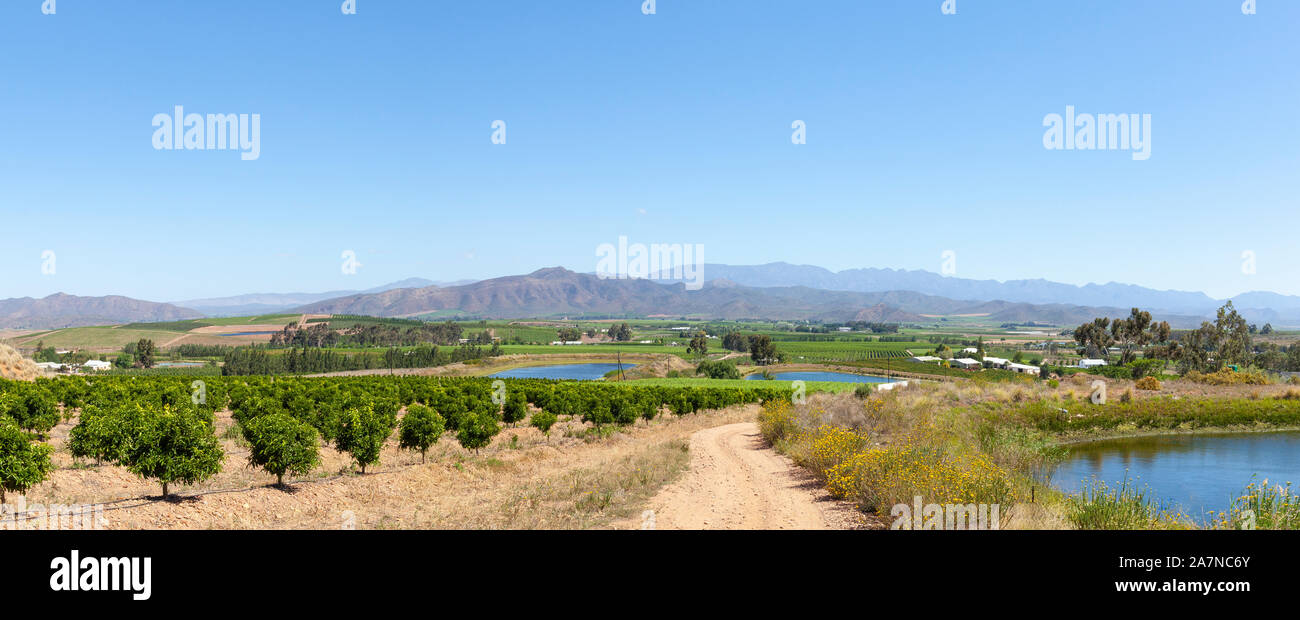 Panorama view of vineyards  and citrus in the Robertson Wine Valley, Western Cape Winelands, South Africa in spring  with Riviersonderend Mountains Stock Photo