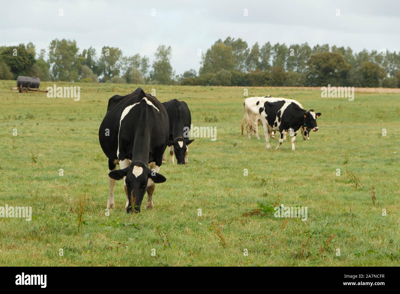 Black and white Holstein cows grazing in a field in Brittany Stock ...