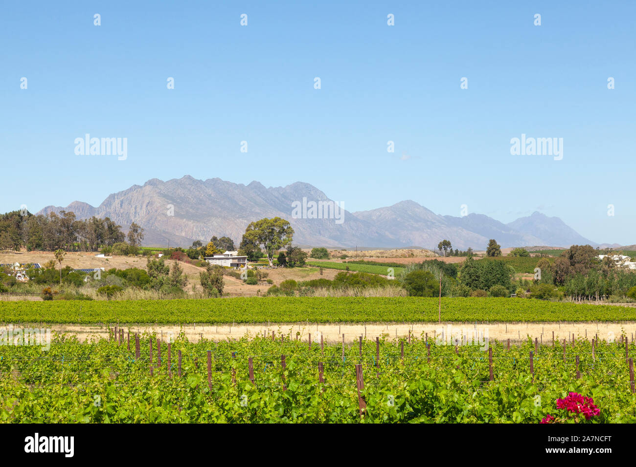 Vineyards in the Klaasvoegds Meander, R62, Robertson Wine Valley, Western Cape Winelands, South Africa in spring  with the Langeberg  Mountains Stock Photo