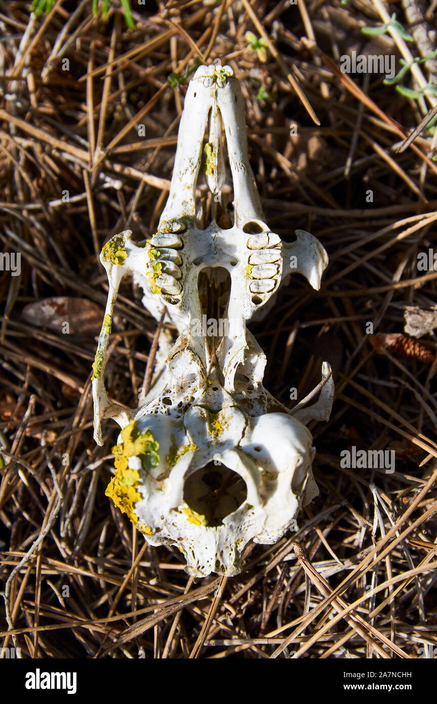 Rabbit skull hires stock photography and images Alamy