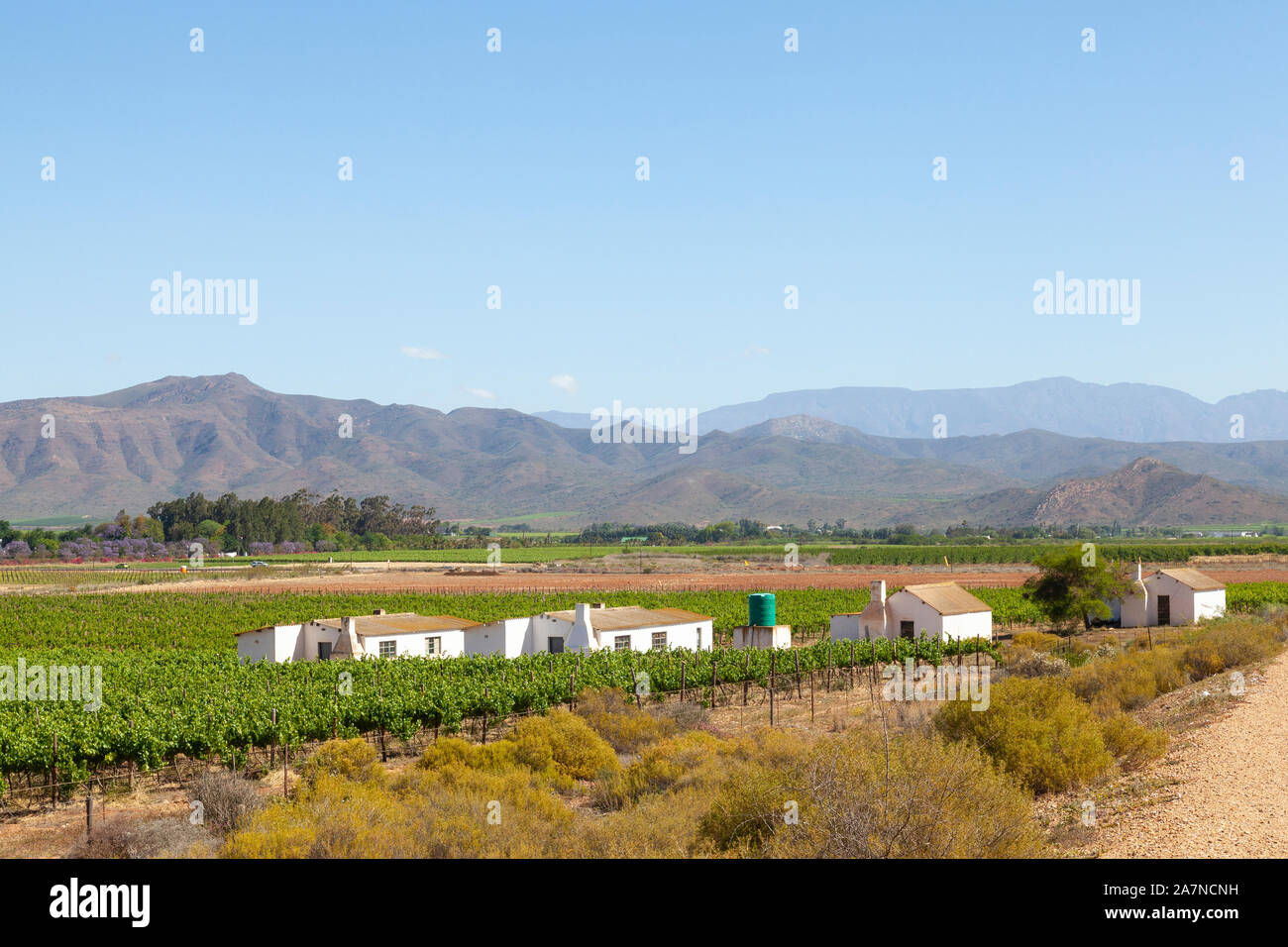 Vineyards in the Robertson Wine Valley, Western Cape Winelands, South Africa in spring. Riviersonderend Mountains with farm labourers cottages Stock Photo