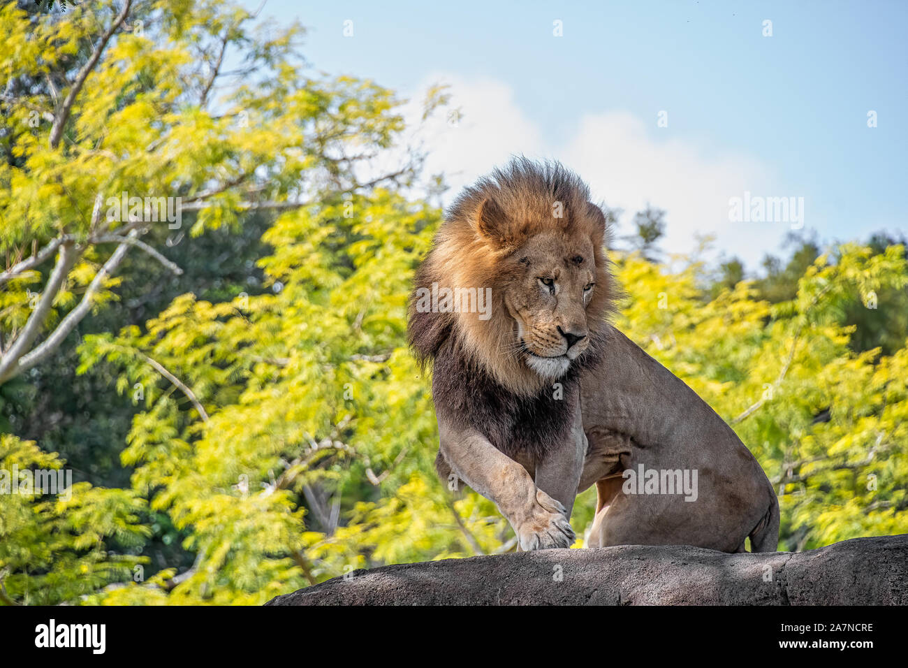 Male lion sitting on a rock hi-res stock photography and images - Alamy