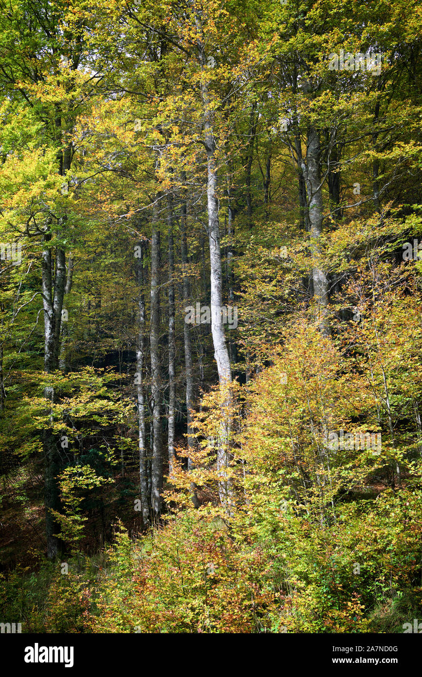 Autumnal forest in the Aspe Valley. Stock Photo