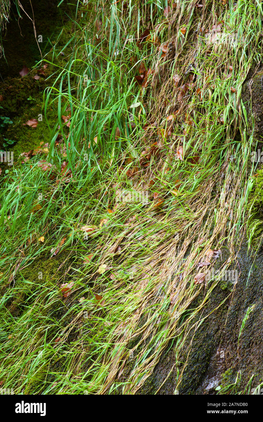 Close-up of some blades of grass in the Pyrenees. Stock Photo