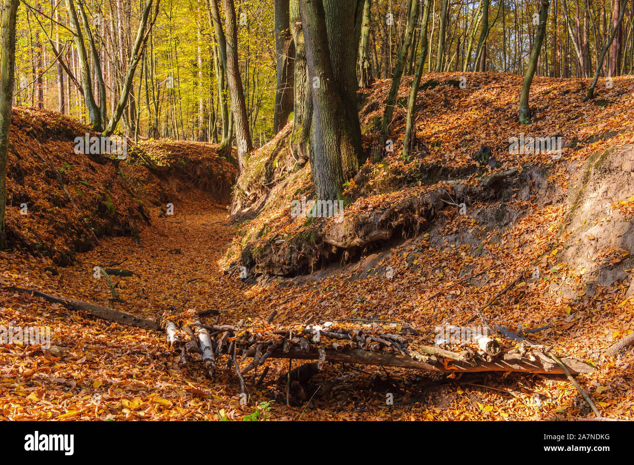 a dry riverbed strewn with leaves, an old makeshift footbridge made of branches Stock Photo