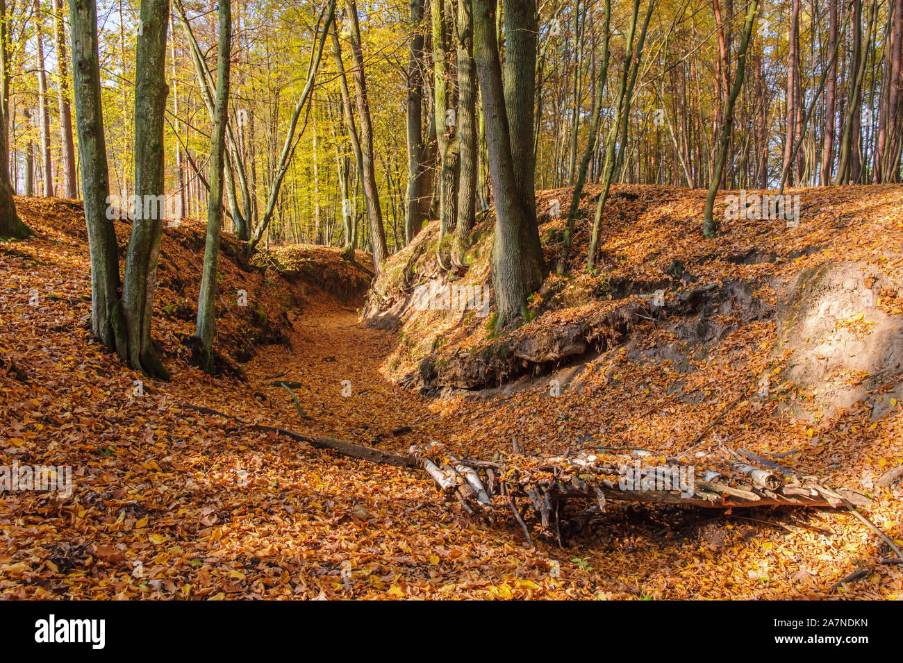 a dry riverbed strewn with leaves, an old makeshift footbridge made of branches Stock Photo