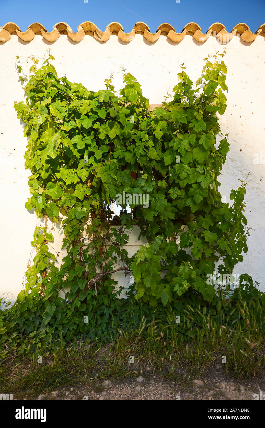 Grapevine (Vitis vinifera) plant growing up the wall of a traditional white house at El Pilar de la Mola (Formentera, Pytiuses,Balearic Islands,Spain) Stock Photo