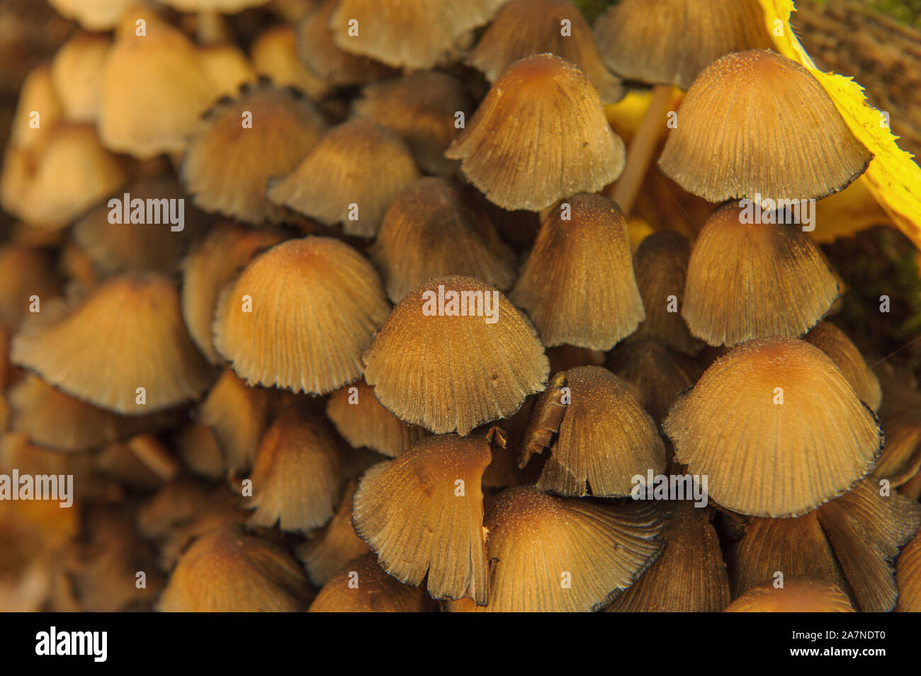 Assemblage of inedible mushrooms growing on the trunk of an overturned tree close up Stock Photo
