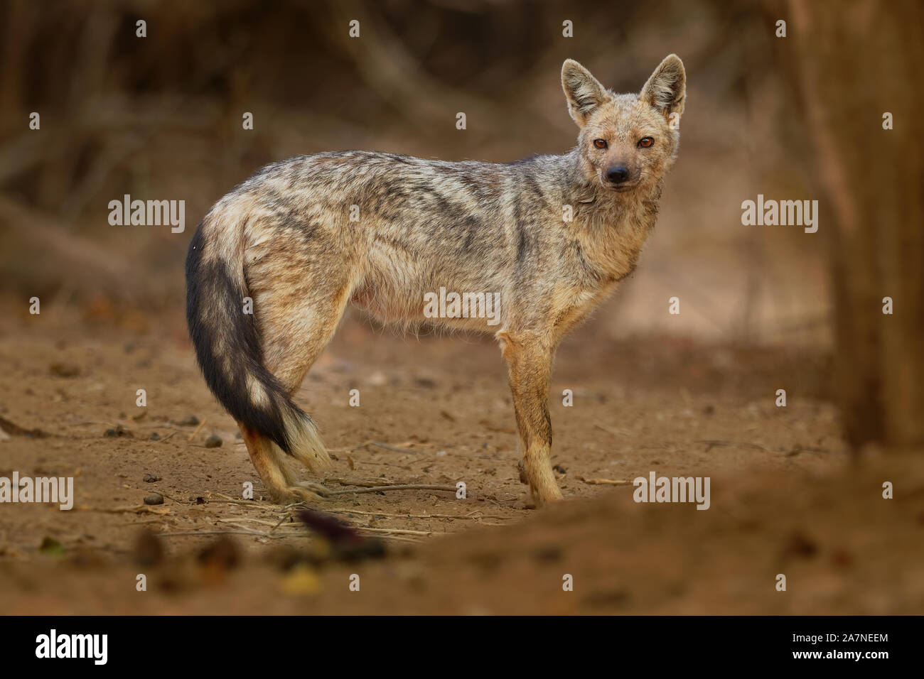 Side-striped Jackal - Canis adustus species of jackal, native to eastern and southern Africa, primarily dwells in woodland and scrub areas, related to Stock Photo