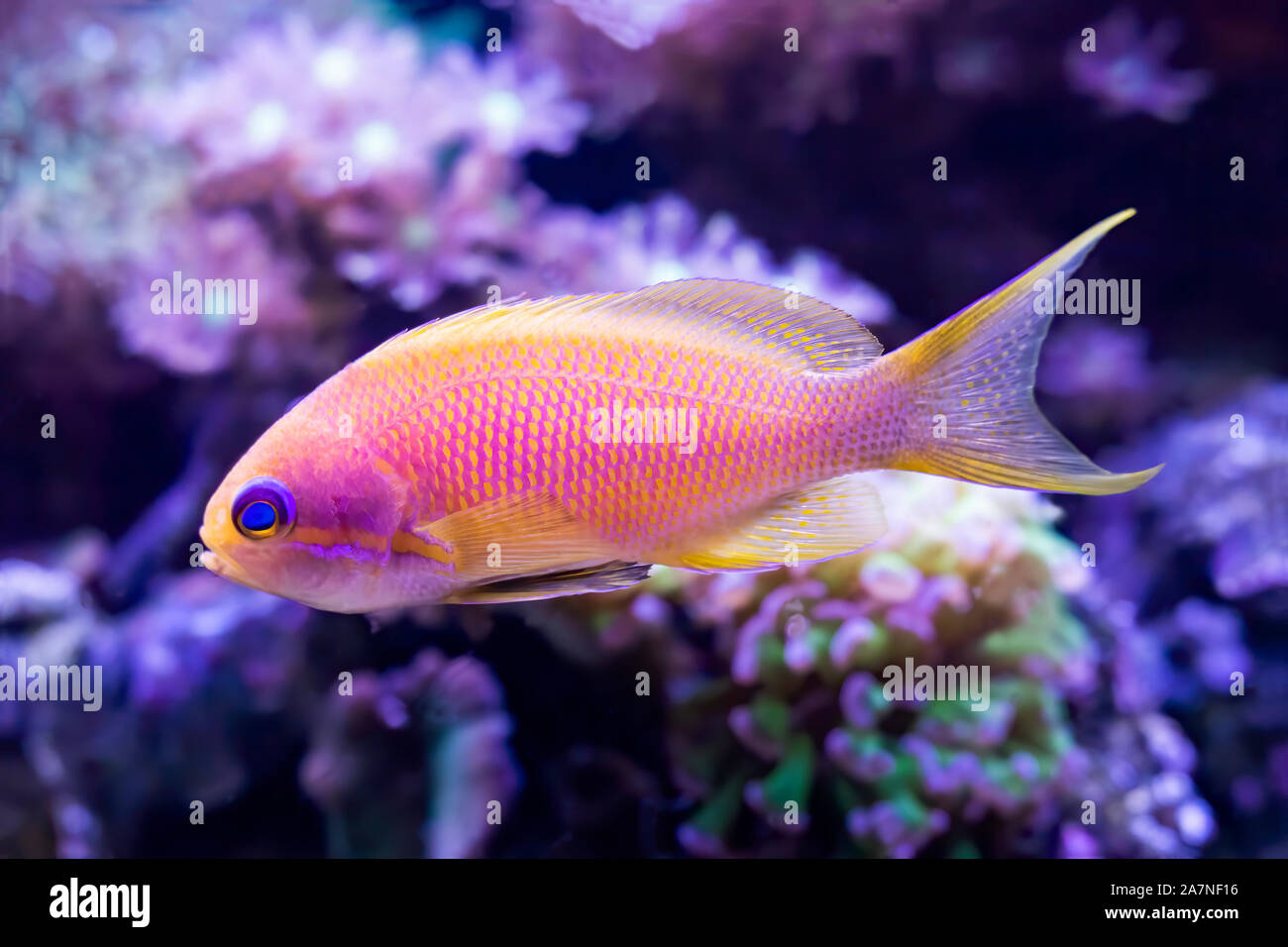 Closeup detail of blue eyed anthias tropical fish in aquarium with corals.  Image details fins tail and eyes of pink and yellow fish. Stock Photo