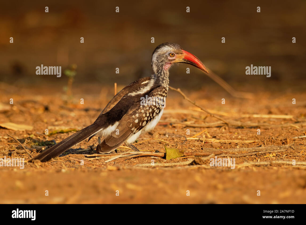 Southern Red-billed Hornbill - Tockus erythrorhynchus rufirostris  family Bucerotidae, which is native to the savannas and dryer bushlands of southern Stock Photo