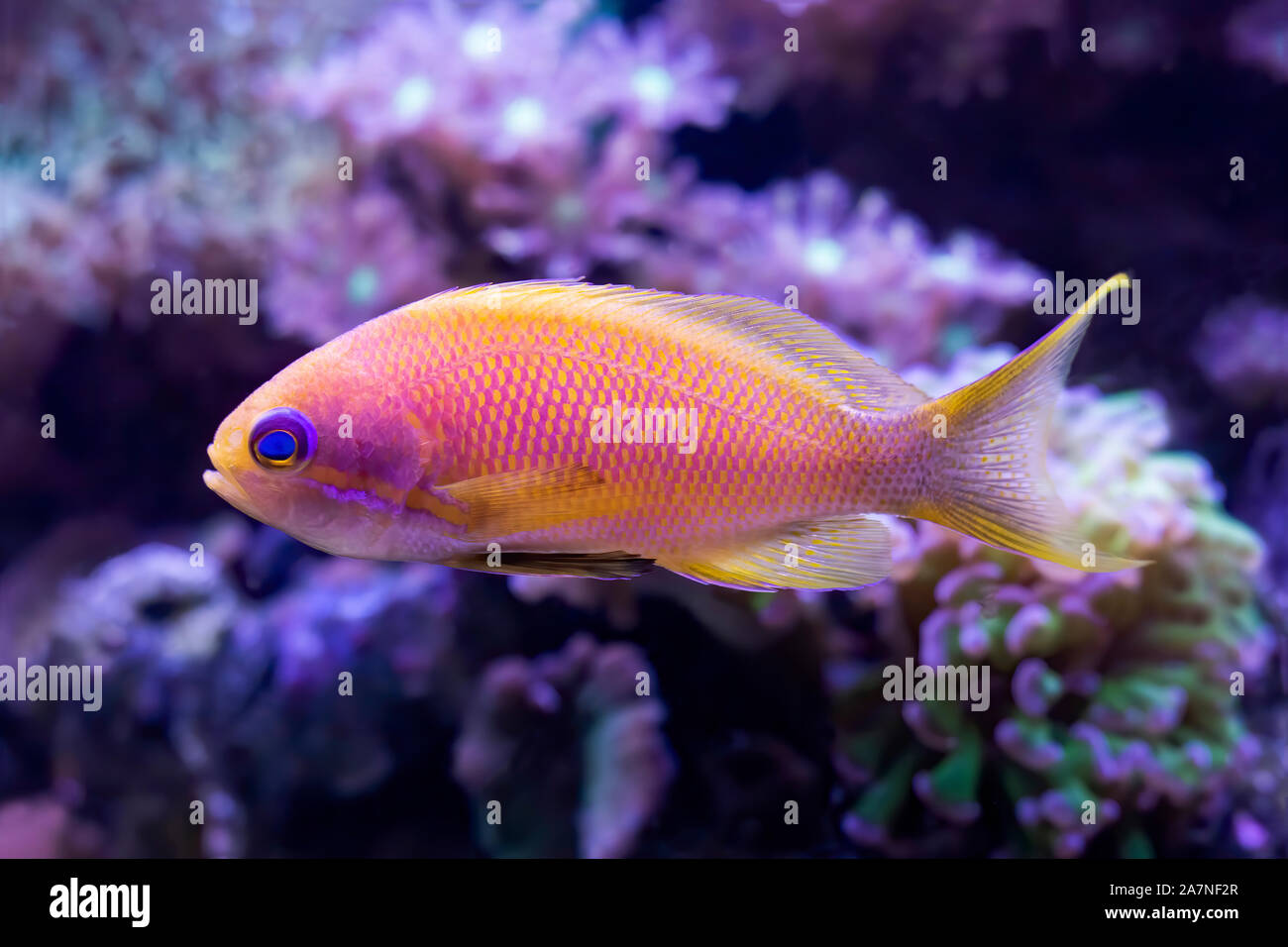 Close up detail of blue eyed anthias tropical fish in aquarium with corals.  Fish is bright pink and yellow. Stock Photo
