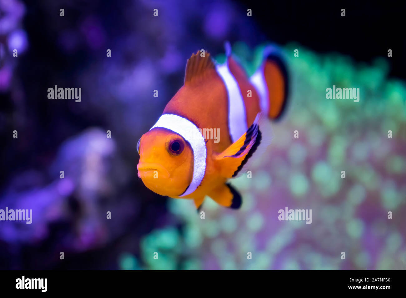 Close up of tropical clown fish looking at camera with corals in aquarium. Stock Photo