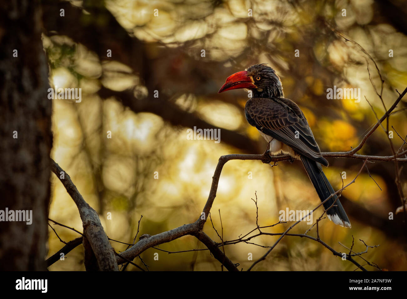 Crowned Hornbill - Tockus Lophoceros alboterminatus  bird with white belly and black back and wings, tips of the long tail feathers are white, beak is Stock Photo