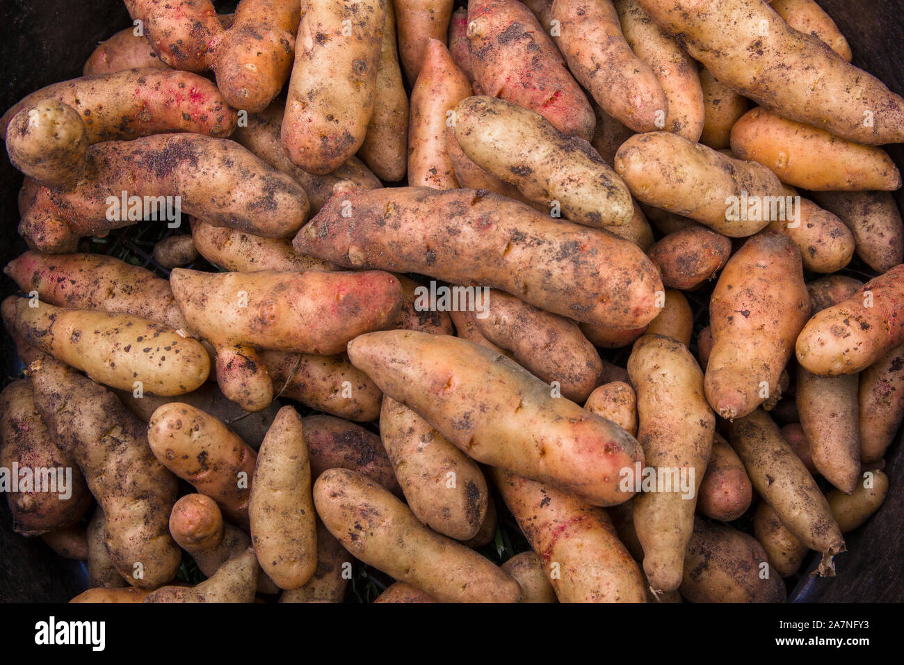 Fresh dug pink fir apple potatoes. Stock Photo