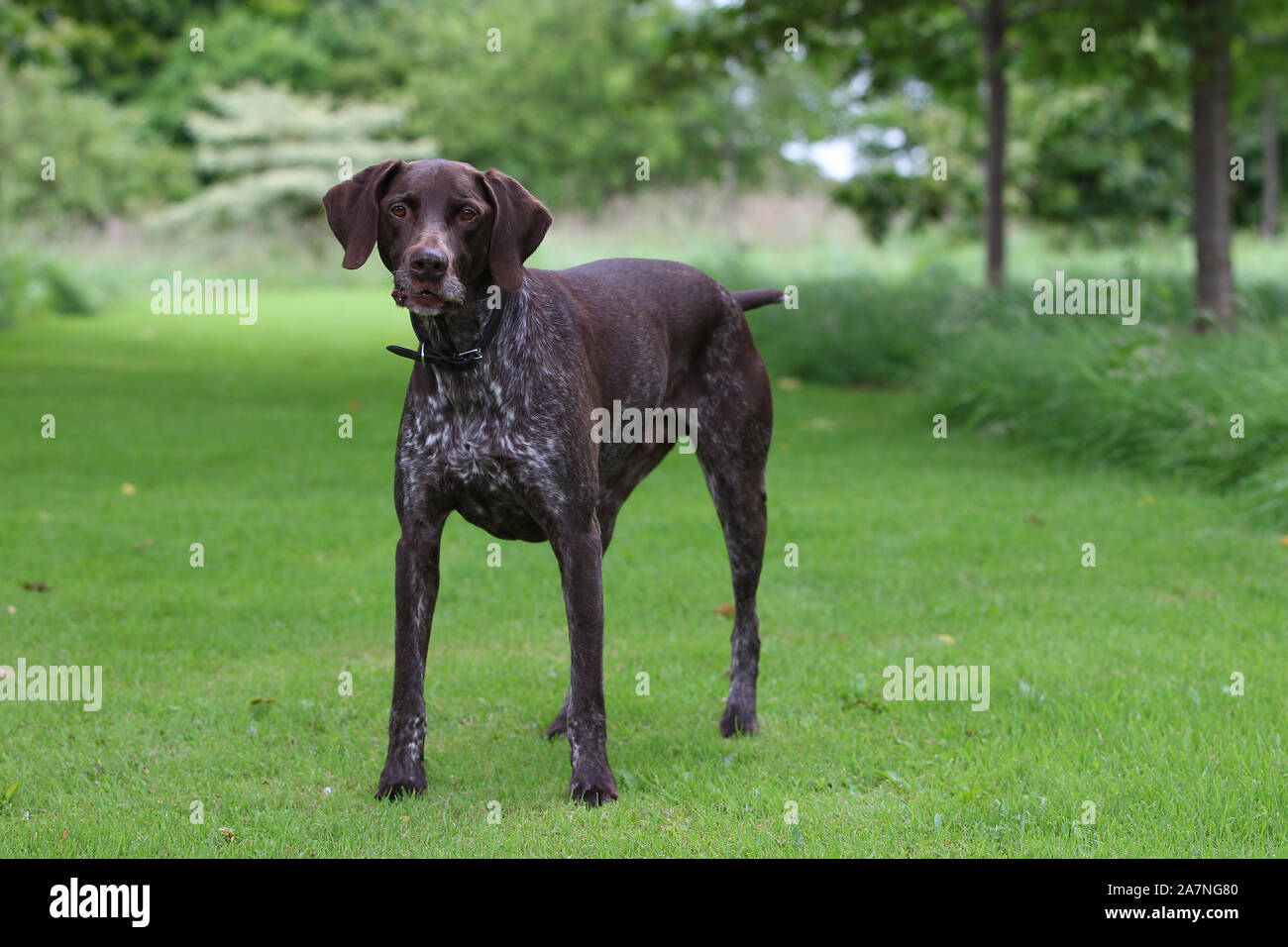 Pointer Short Haired German Stock Photo 331773344 Alamy