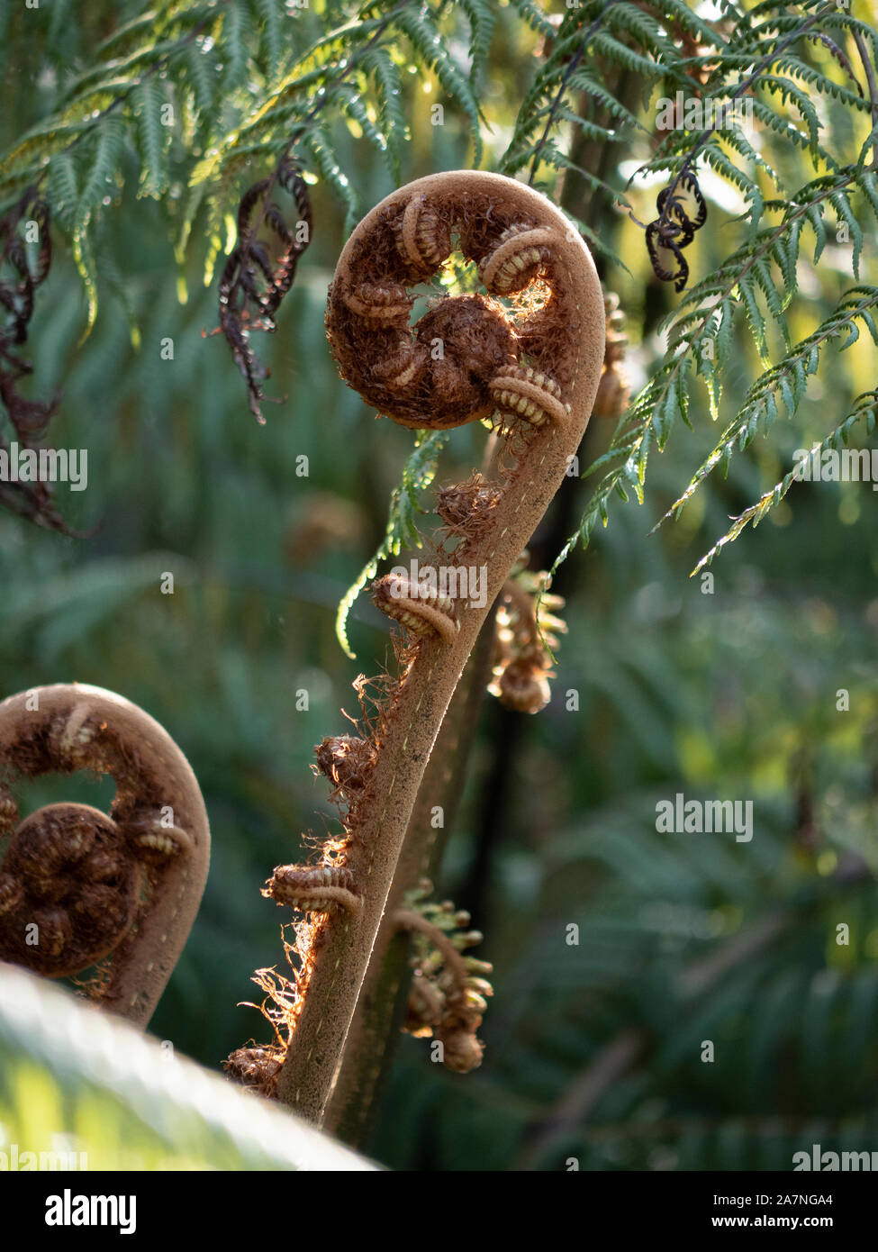 Growing, uncurling frond of New Zealand silver fern, ponga, punga or wheki-ponga, rural Auckland, New Zealand Stock Photo