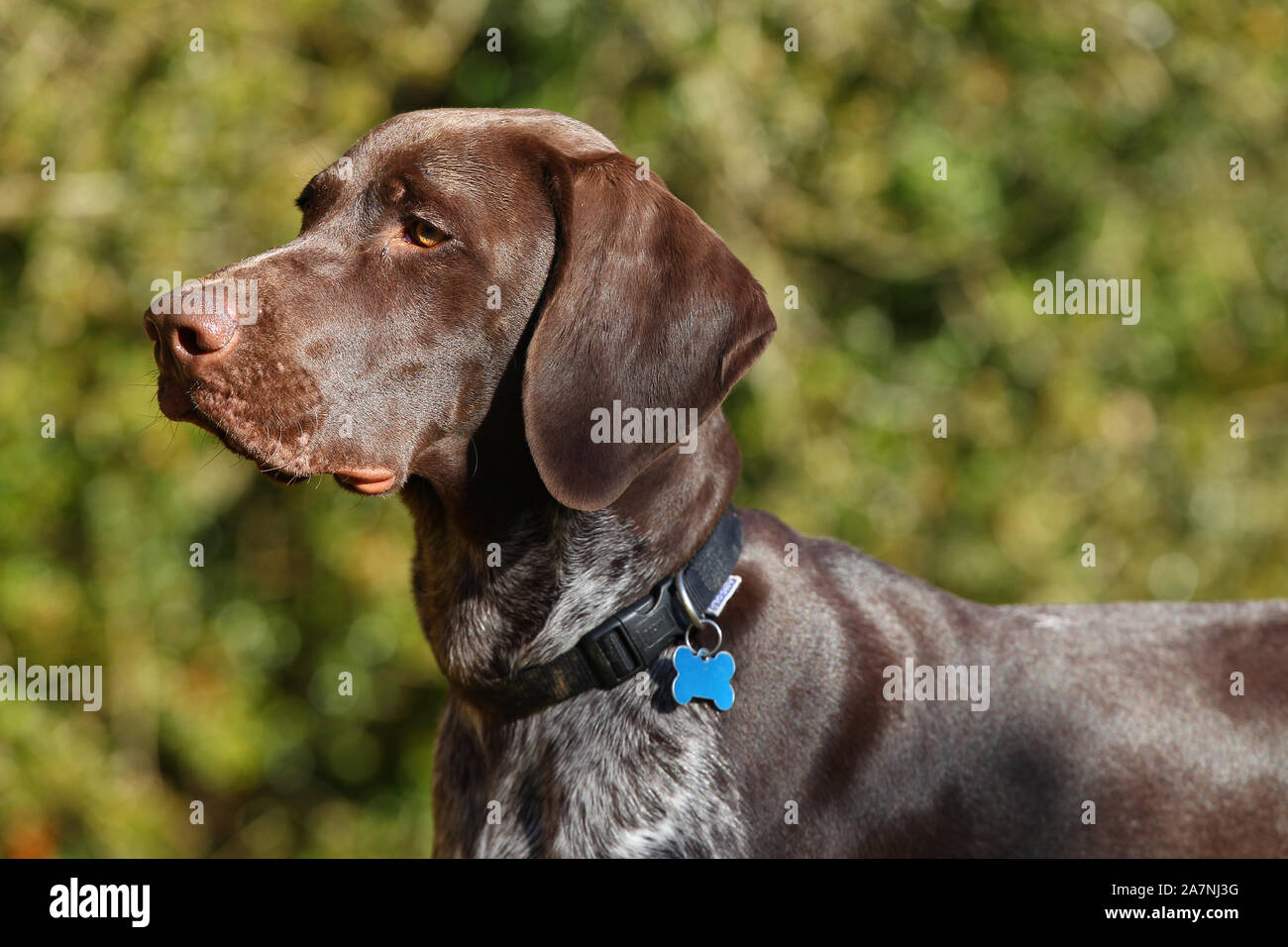 Pointer Short Haired German Stock Photo Alamy