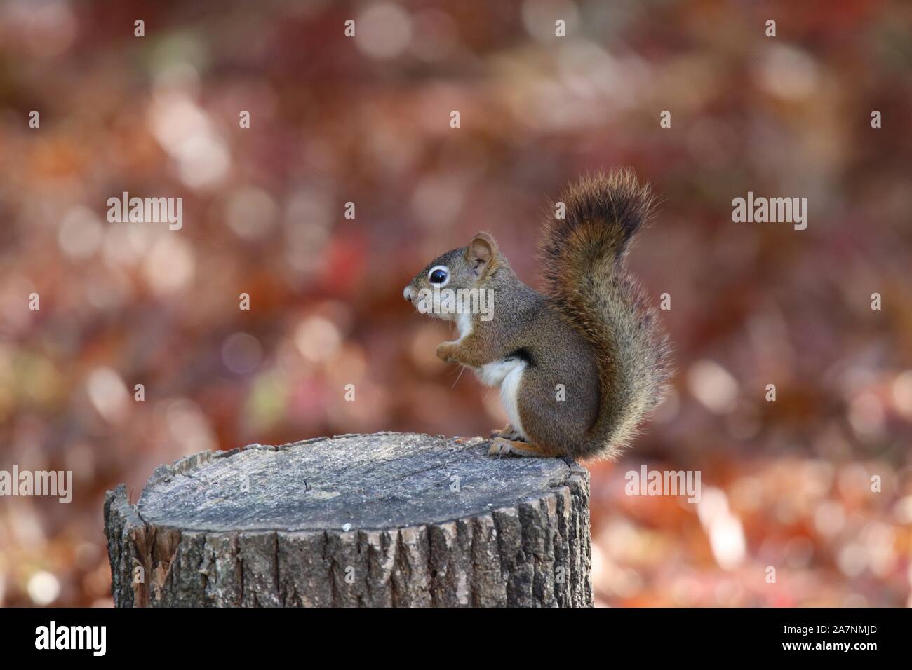 An American red squirrel Tamiasciurus hudsonicus foraging for food in Fall Stock Photo