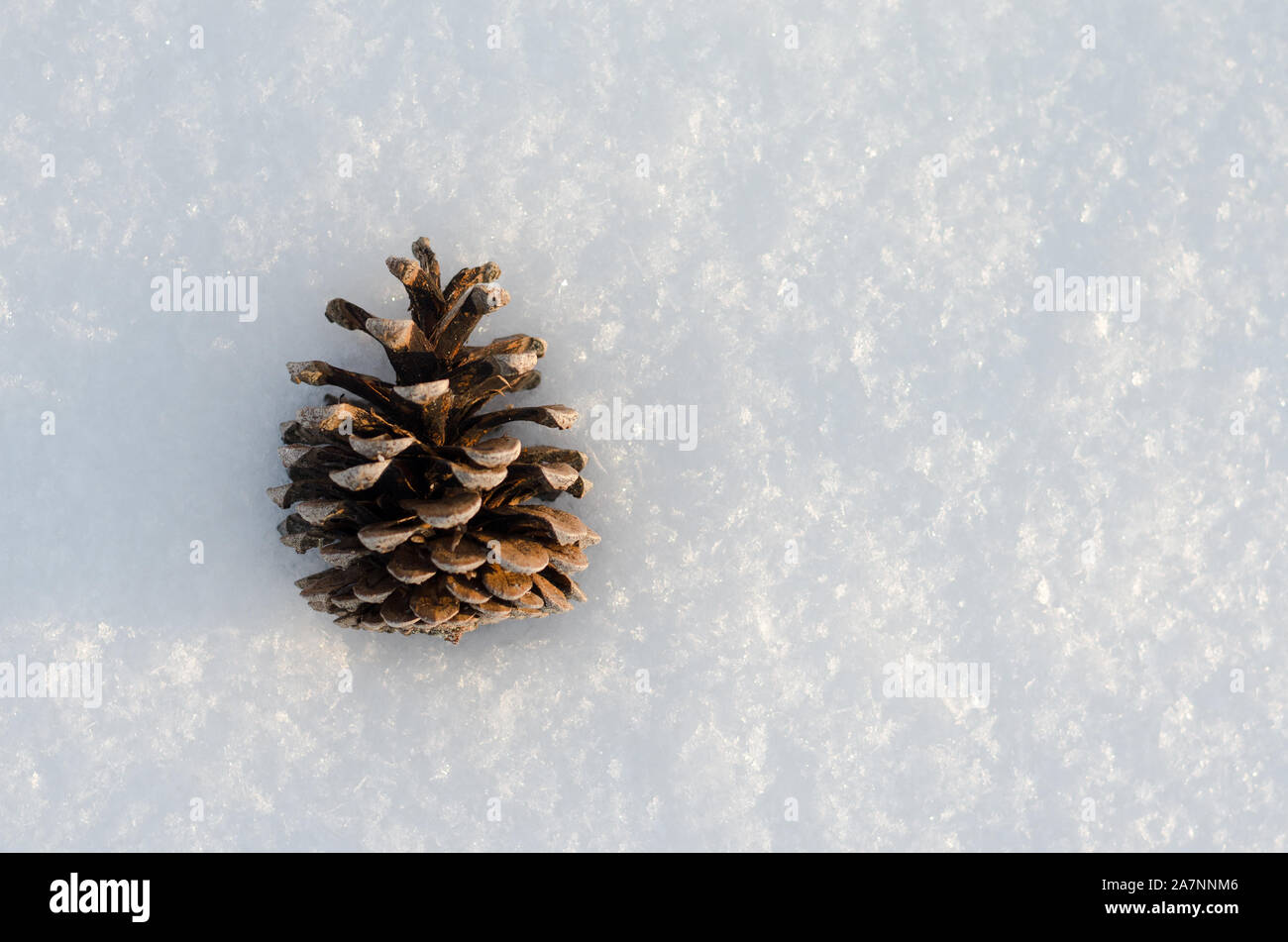 Dried pine cone hi-res stock photography and images - Alamy
