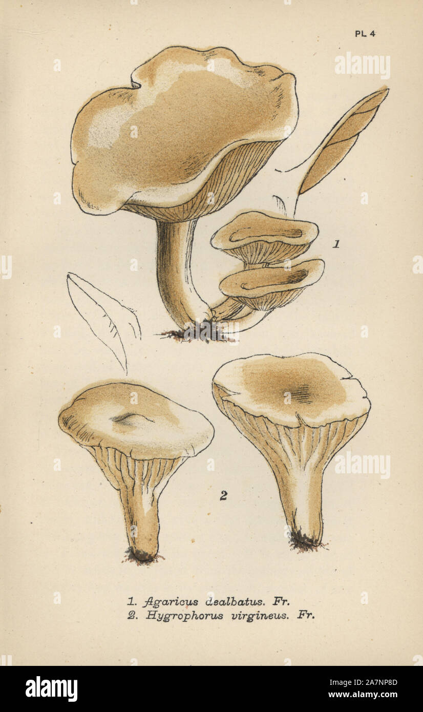 Satiny mushroom, Agaricus dealbatus 1, and ivory caps, Hygrophorus virgineus 2. Chromolithograph of an illustration by Mordecai Cubitt Cooke from 'A Plain and Easy Account of British Fungi,' Robert Hardwicke, London 1862. Cooke (1825-1914) was an English botanist and mycologist who worked at the India Museum and the Royal Botanic Garden at Kew. Stock Photo