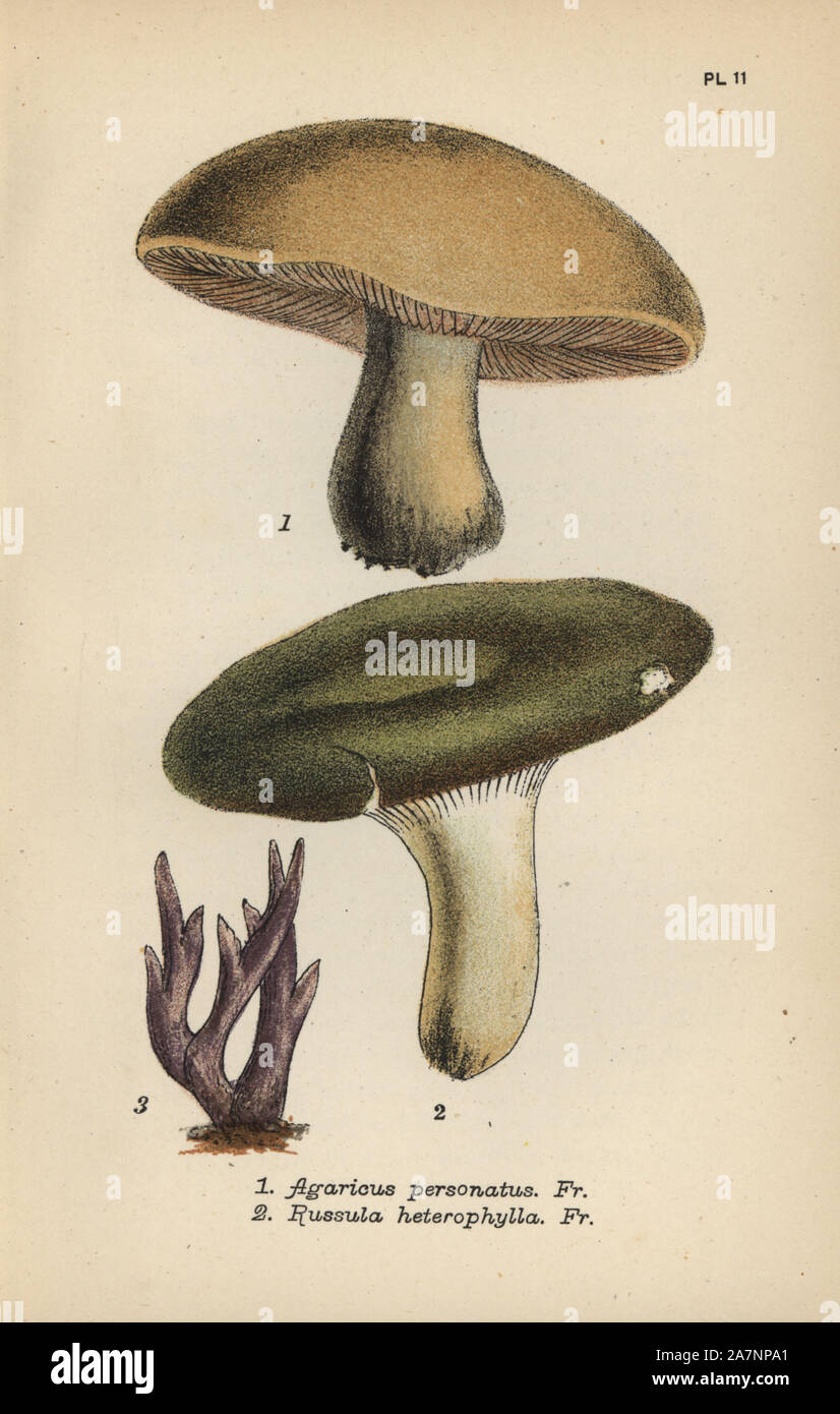 Masked mushroom, Agaricus personatus 1, variable mushroom, Russula heterophylla 2, and amethyst clavaria, Clavaria amethystina 3. Chromolithograph of an illustration by Mordecai Cubitt Cooke from 'A Plain and Easy Account of British Fungi,' Robert Hardwicke, London 1862. Cooke (1825-1914) was an English botanist and mycologist who worked at the India Museum and the Royal Botanic Garden at Kew. Stock Photo