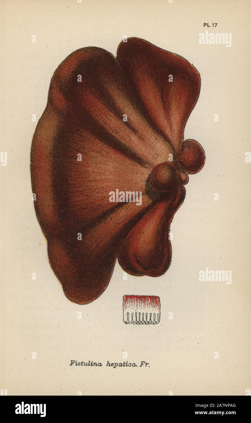 Oak tongue, Fistulina hepatica. Chromolithograph of an illustration by Mordecai Cubitt Cooke from 'A Plain and Easy Account of British Fungi,' Robert Hardwicke, London 1862. Cooke (1825-1914) was an English botanist and mycologist who worked at the India Museum and the Royal Botanic Garden at Kew. Stock Photo