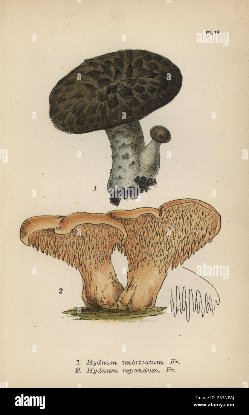 Imbricated steccherino, Hydnum imbricatum 1, and hedgehog mushroom, Hydnum repandum 2. Chromolithograph of an illustration by Mordecai Cubitt Cooke from 'A Plain and Easy Account of British Fungi,' Robert Hardwicke, London 1862. Cooke (1825-1914) was an English botanist and mycologist who worked at the India Museum and the Royal Botanic Garden at Kew. Stock Photo