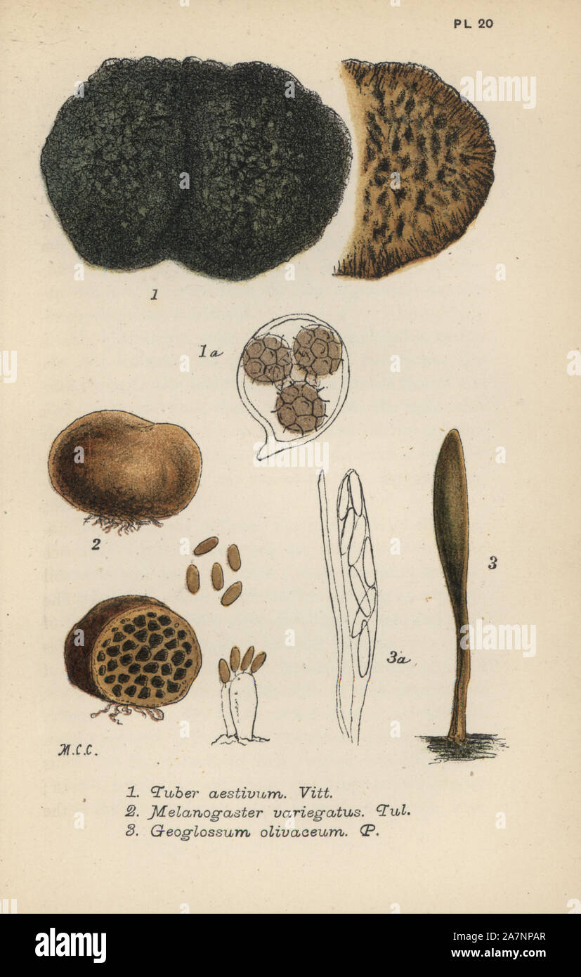 Truffle, Tuber aestivum 1, red truffle, Melanogaster variegatus 2, and olive earth-tongue, Geoglossum olivaceum 3. Chromolithograph of an illustration by Mordecai Cubitt Cooke from 'A Plain and Easy Account of British Fungi,' Robert Hardwicke, London 1862. Cooke (1825-1914) was an English botanist and mycologist who worked at the India Museum and the Royal Botanic Garden at Kew. Stock Photo