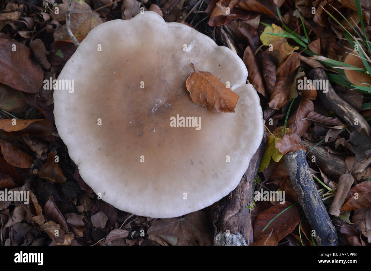 Great diversity of wild mushroom species in the beech forests of Sierra de Urbasa, Nafarroa, Northern Iberian Peninsula Stock Photo