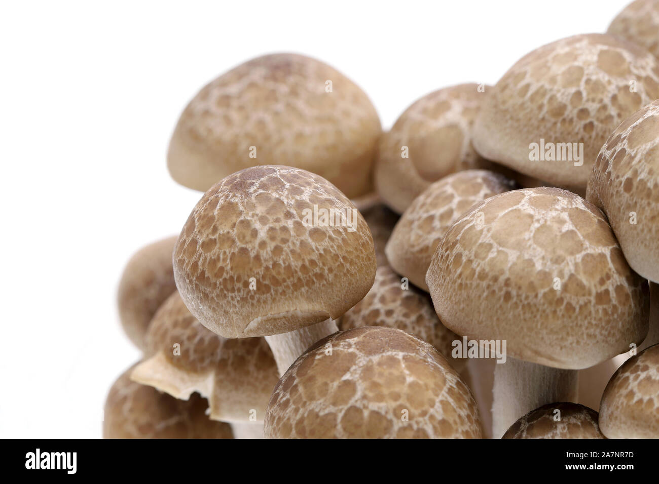 Japanese fresh shimeji mushroom on white background Stock Photo Alamy