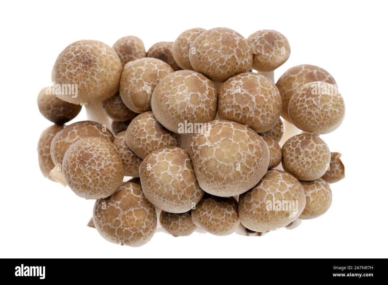 Japanese fresh shimeji mushroom on white background Stock Photo Alamy