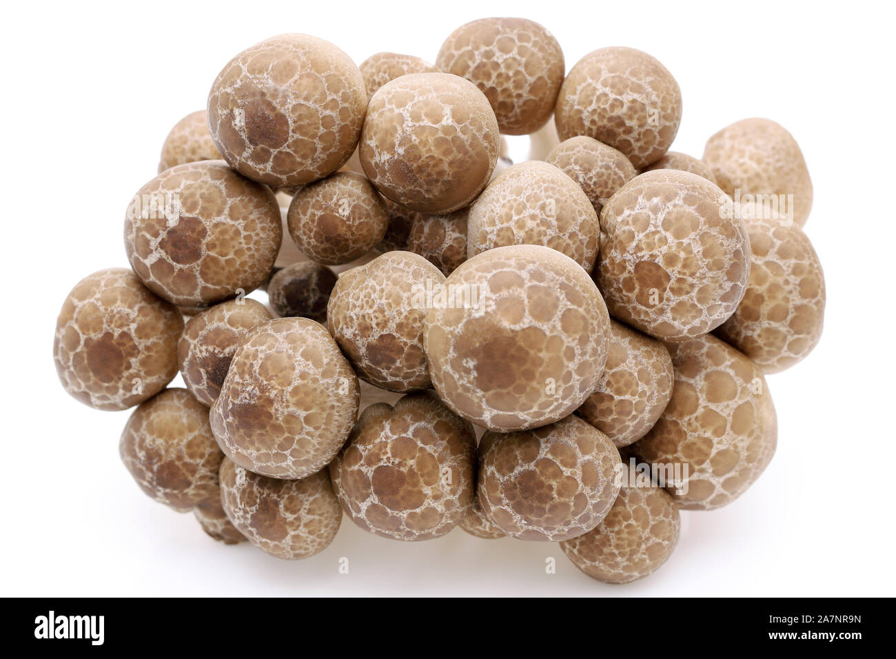 Japanese fresh shimeji mushroom on white background Stock Photo Alamy