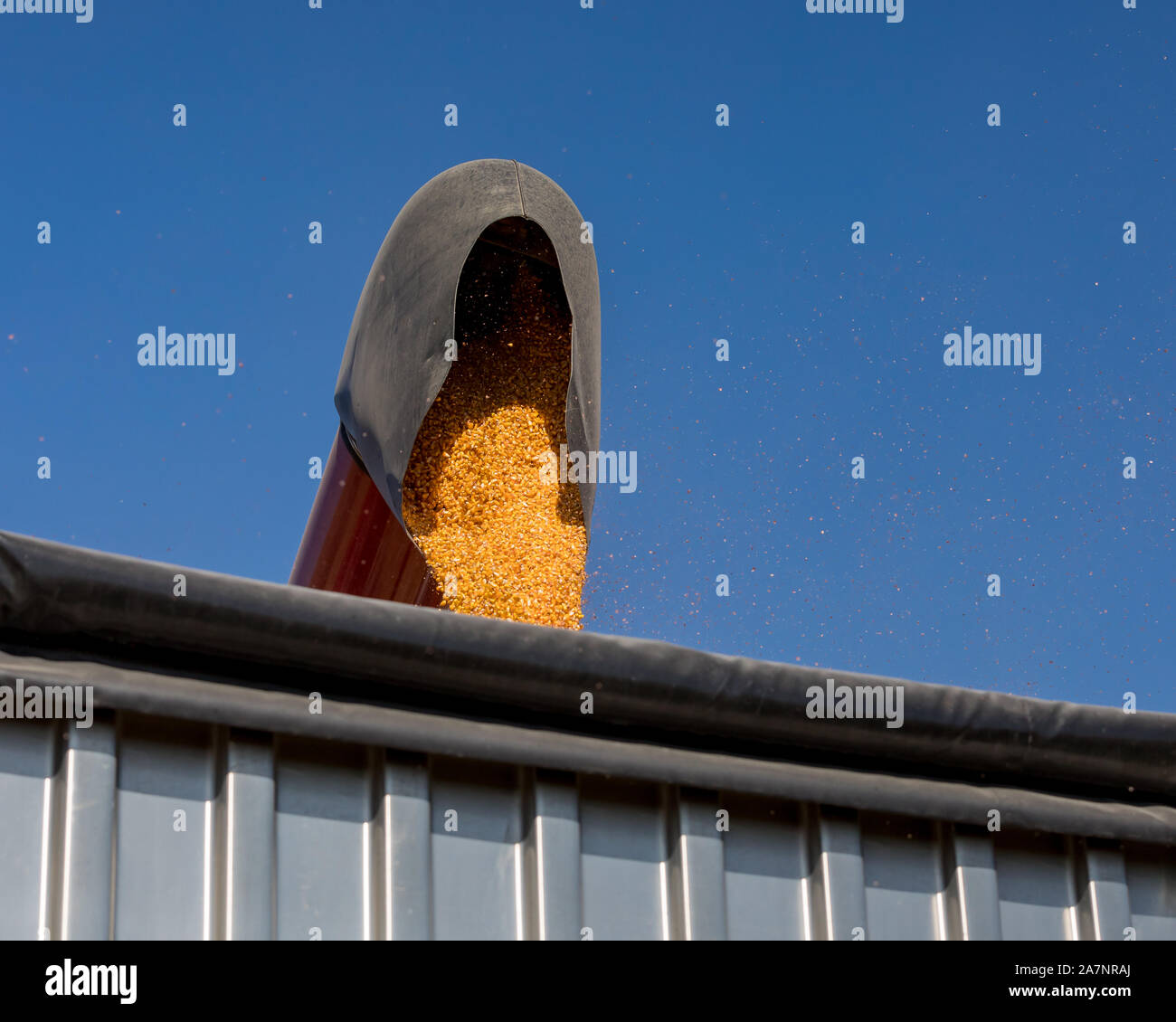 Red combine harvester using bin auger for loading yellow corn kernels