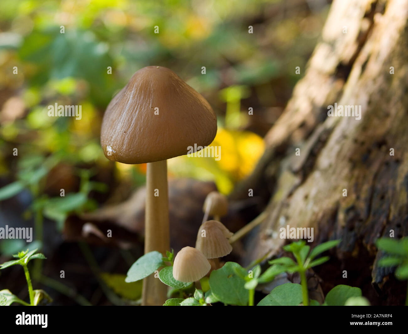 Liberty Cap Mushroom (Psilocybe semilanceata) also known as Magic Mushroom, Northamptonshire, England Stock Photo