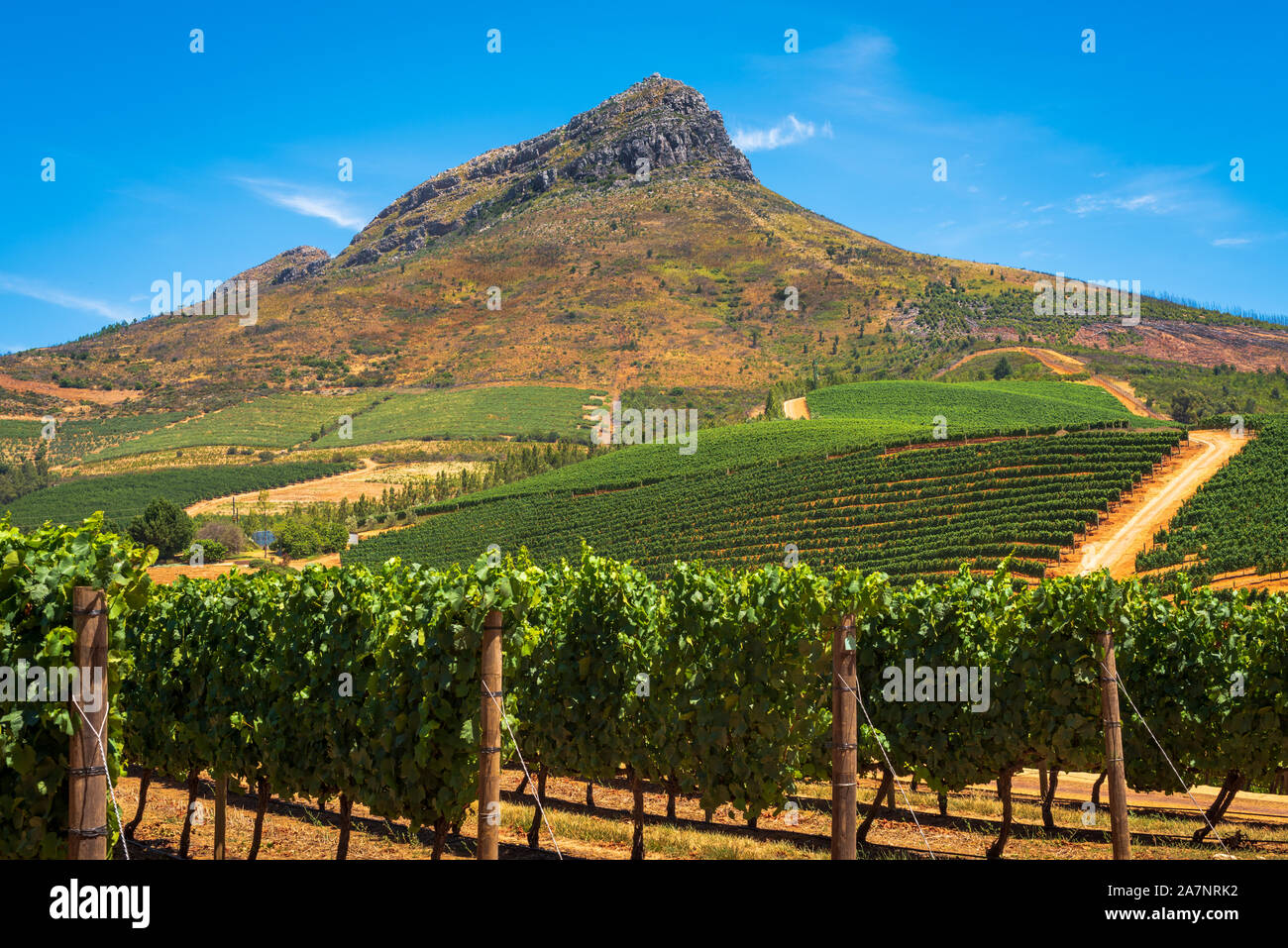 A ripening vineyard in the Stellenbosch Region in the Western Cape of South Africa. Stock Photo