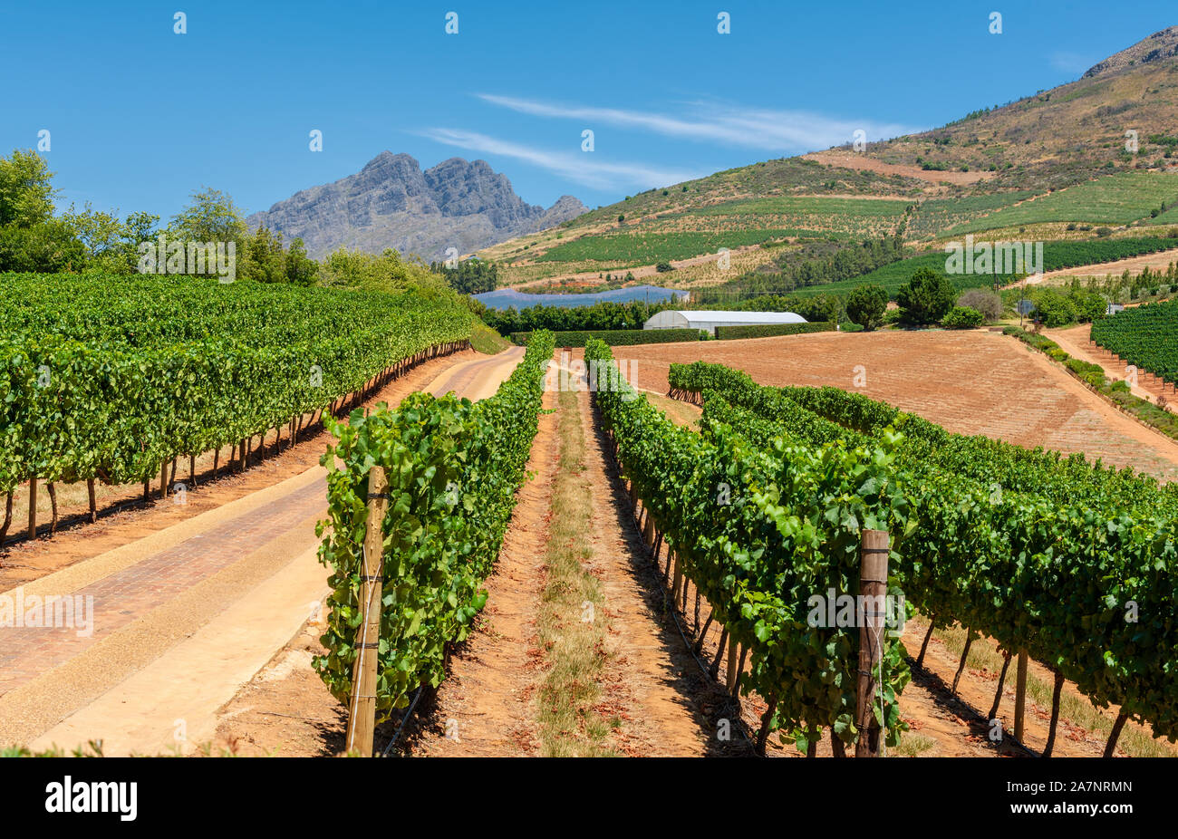 A photo of rows of grapevines in the Stellenbosch wine producing region of South Africa. Stock Photo
