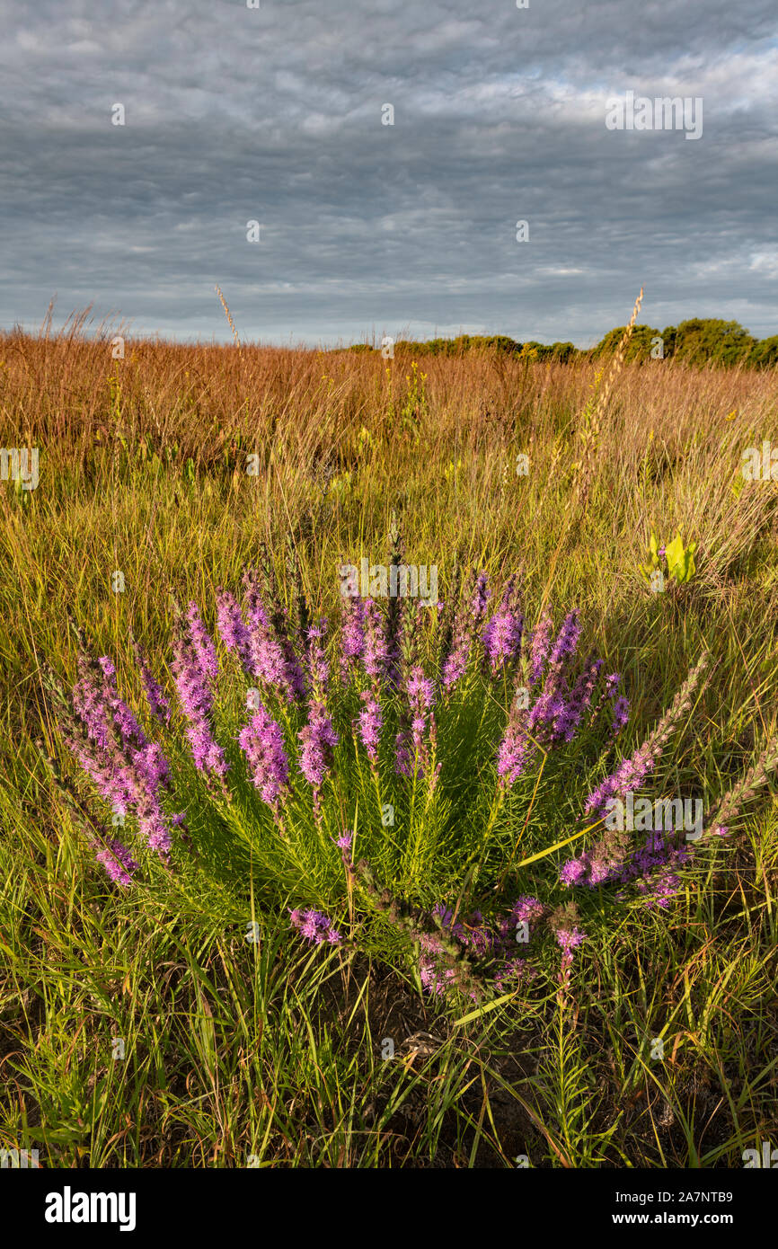 Gayfeathers,Liataris, (Liatris spicata), prairie, early autumn, Dakota County, Minnesota, USA, by Dominique Braud/Dembinsky Photo Assoc Stock Photo