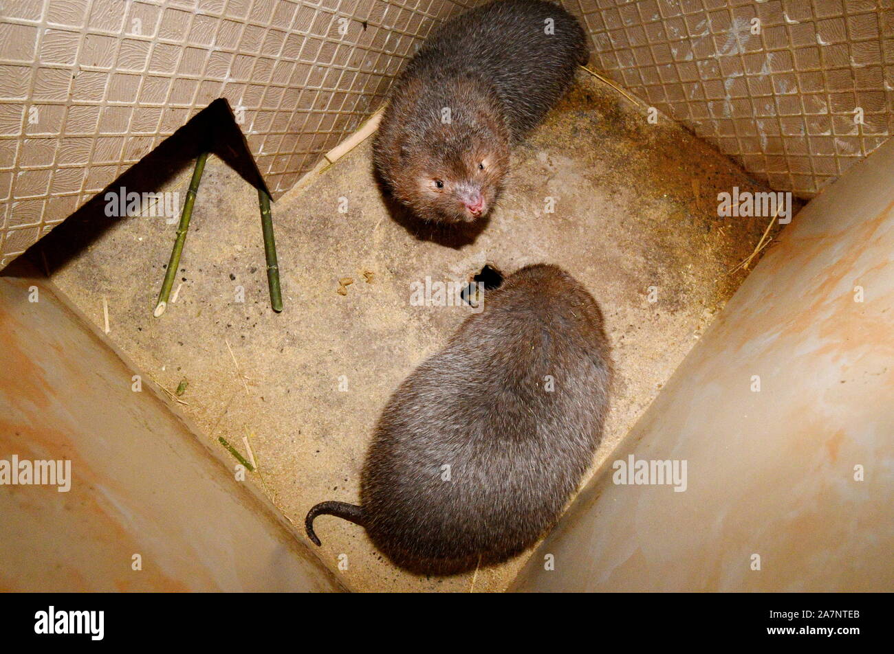 Bamboo Rat High Resolution Stock Photography And Images Alamy Bamboo Rat High Resolution Stock Photography And Images Alamy
